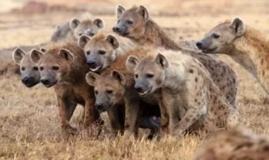 Kaftar sürüsünün yanından keçən qadın HEYRƏTƏ GƏTİRDİ - VİDEO
