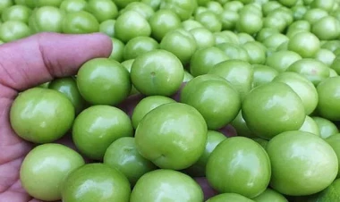 Kiloqramı 500 manata tsatılan alça kəskin ucuzlaşdı - VİDEO