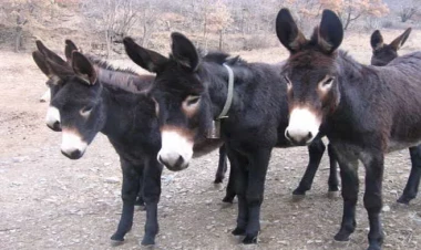 Azərbaycanda 5 min eşşək 