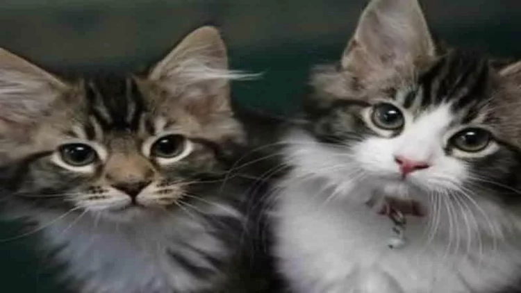 Bakıda heyvansevərlərdən diqqətəlayiq hərəkət - FOTO