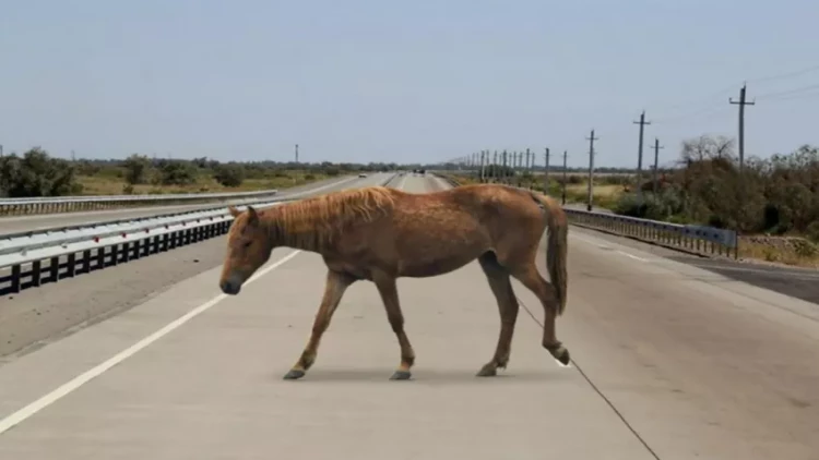 Sabirabadda avtomobil at arabasına çırpılıb, xəsarət alanlar var