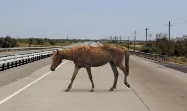 Sabirabadda avtomobil at arabasına çırpılıb, xəsarət alanlar var