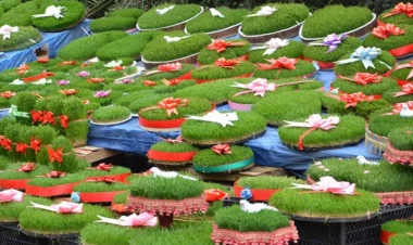 Bayramdan sonra səməni hara atılmalıdır? - VİDEO