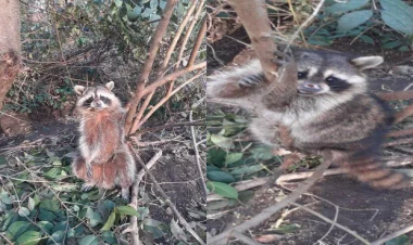 Lənkəranda “Amerika yenotu” tapıldı - FOTO