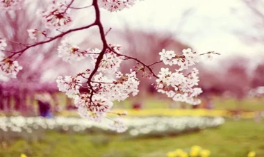 Azərbaycana yaz fəsli gəlib