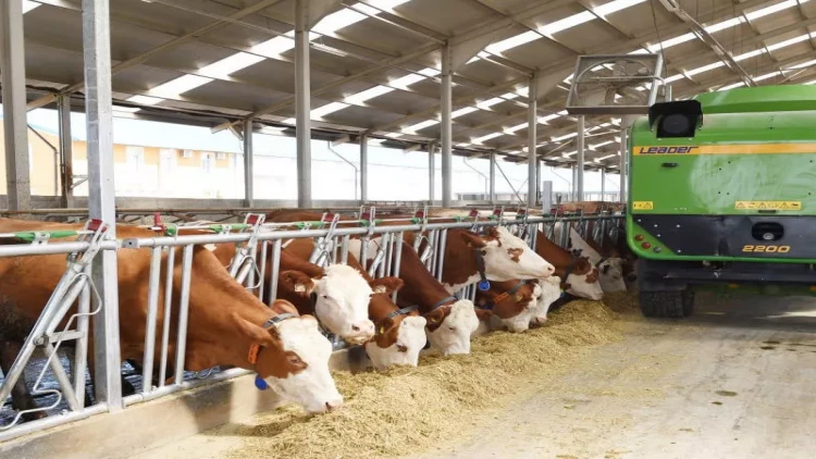 Fermerlərin heyvan saxlamağa marağı niyə azalıb? - ARAŞDIRMA - VİDEO