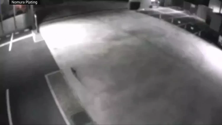 Bütün ölkə bu pişiyi axtarır: çox təhlükəlidir - Əhaliyə xəbərdarlıq edildi - FOTO