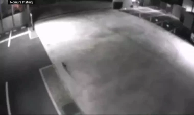 Bütün ölkə bu pişiyi axtarır: çox təhlükəlidir - Əhaliyə xəbərdarlıq edildi - FOTO