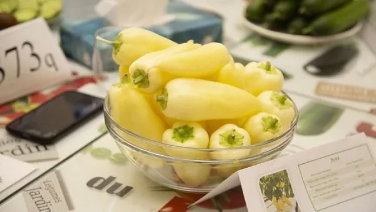 Xəstələnməmək üçün hər gün bolqar bibəri yeyin!