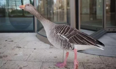 İngiltərədə məşhurlaşan qaz deportasiya edildi