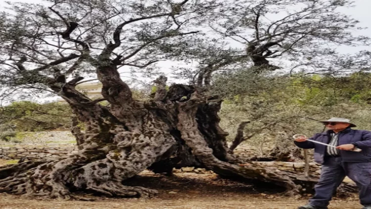 1100 yaşlı unikal zeytun ağacı