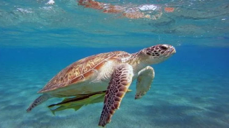 Tanzaniyada tısbağanın ətindən zəhərlənən 8 uşaq ölüb