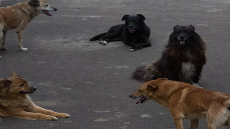 Sahibsiz itlər Xırdalan sakinlərinə qorxu yaşatdı - VİDEO