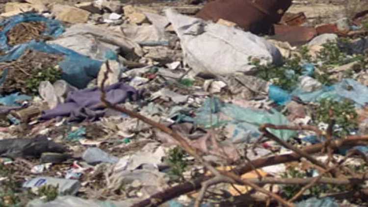 Yüzlərlə cücəni diri-diri zibilliyə atdılar - VİDEO