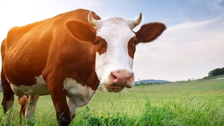 Şəkidə inəyin vurduğu 70 yaşlı kişi 3 gün sonra öldü