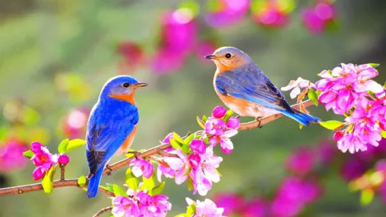 Sabah 13 dərəcə isti olacaq