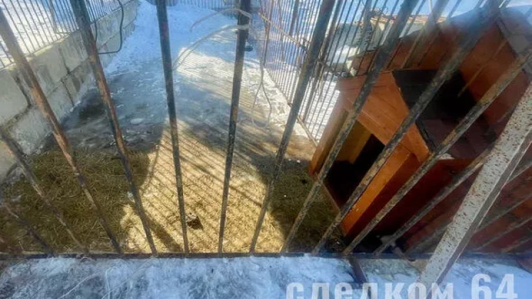 Şir 14 yaşlı məktəbli qıza hücum etdi - FOTO