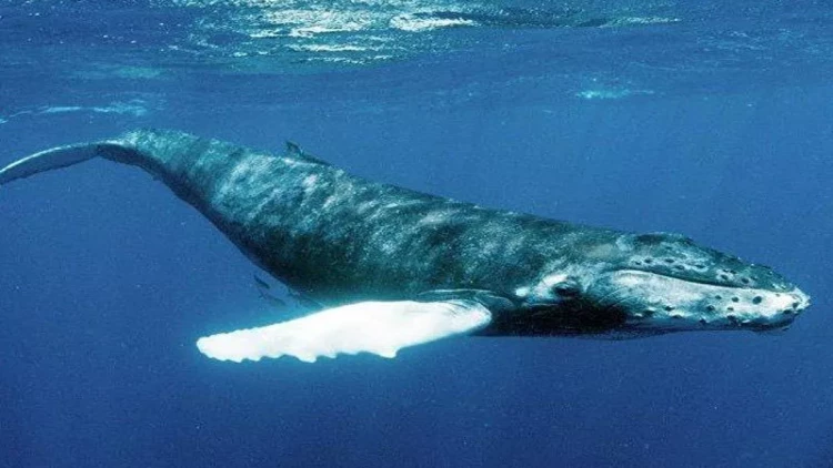 Yeni araşdırma: Dünyanın ən ağır heyvanı  bu deyilmiş