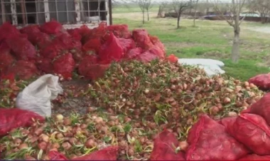 Soğan biznesi böyük ziyanda - Tonlarla soğan anbarlarda məhv olur