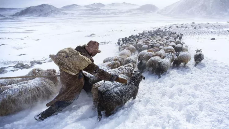 Monqolustanda üç milyondan çox ev heyvanı tələf oldu