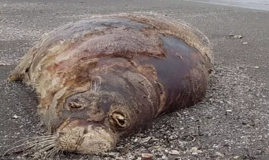 Xəzərdə adı qırmızı kitaba düşən dəniz suitiləri TƏHLÜKƏDƏ - VİDEO