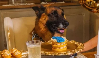 Dünyanın ən zəngin iti: Əksər insanlardan daha yaxşı yaşayır - FOTOlar