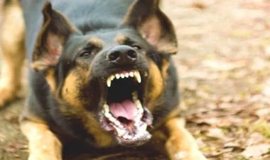 İt sahibinin cinsi orqanını yedi