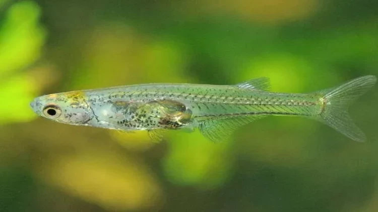 Dünyanın ən səs-küylü balığı müəyyən olundu - FOTO