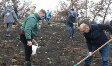 Su çərşənbəsində 55 mindən çox ağac əkildi