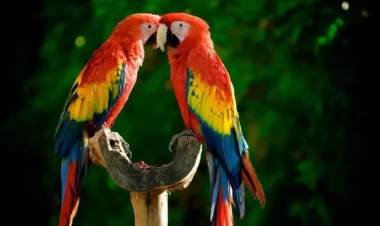 Dünyanın ən bahalı və nadir TUTUQUŞULARI