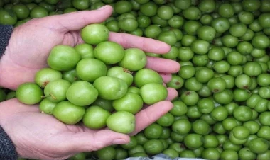 Alça fantastik qiymətə satışa çıxarıldı