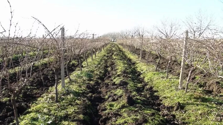 Cəlilabadda üzüm bağları xeyli azaldılıb