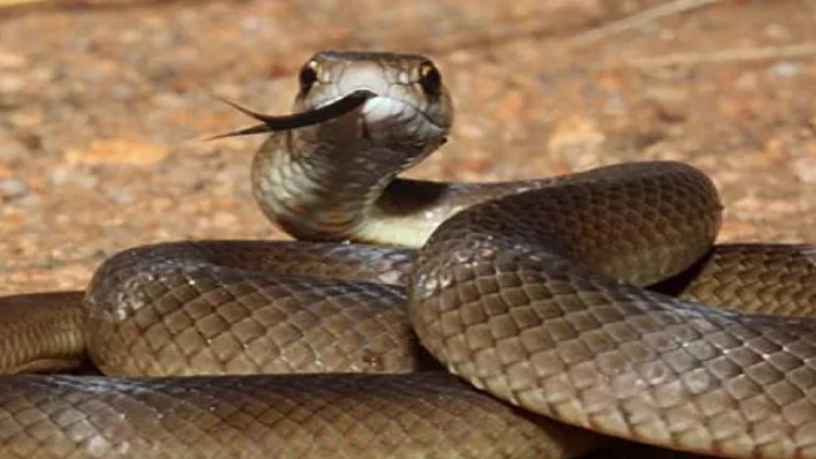 Dünyanın ən təhlükəli ilanlarının zəhərlərinə qarşı universal antidot yaradıldı