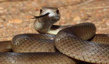 Dünyanın ən təhlükəli ilanlarının zəhərlərinə qarşı universal antidot yaradıldı