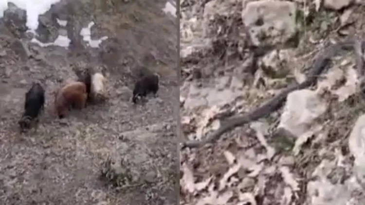 Əhali narahatdır: Bunun zəlzələ xəbərçisi olduğuna inanırlar - VİDEO