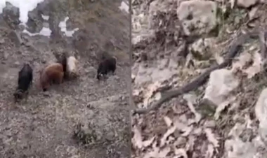 Əhali narahatdır: Bunun zəlzələ xəbərçisi olduğuna inanırlar - VİDEO