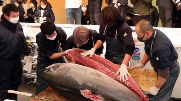 Bu balıq 146 min dollara satıldı