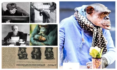 İnsanla meymunun cütləşdirilməsinin sonu nə oldu?