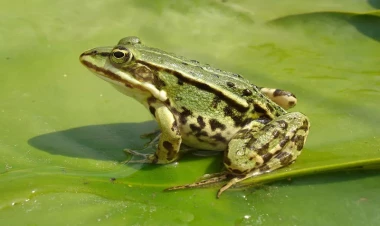 Üstündə göbələk bitən qurbağa aşkarlandı - FOTOlar