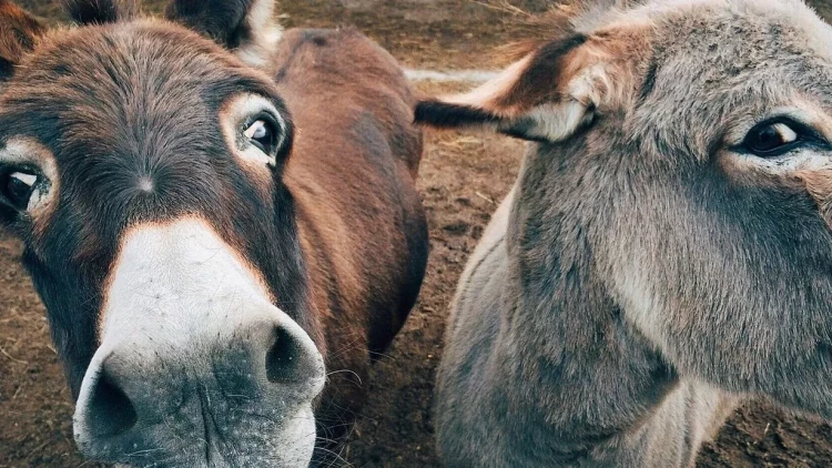 Bu dərmana görə hər il 5,9 milyon eşşək öldürülür