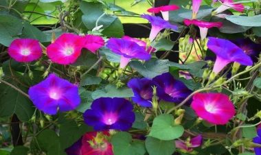 Rusiyada bu gülün becərilməsinə QADAĞA QOYULDU