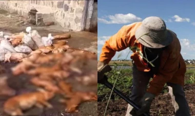 Ermənistanda Afrika vəbası baş qaldırdı