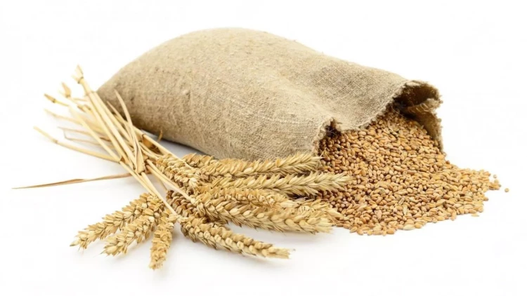 Azərbaycanın Türkiyədən taxıl idxalının həcmi açıqlanıb