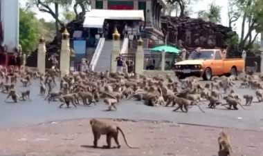 Meymunlar işğal etdilər: 