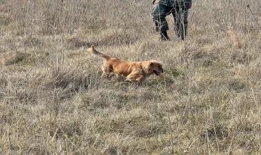 11 yaşlı Rasimin axtarışı üçün itlər gətirildi - FOTO
