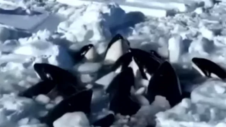 On qatil balina ölümlə üz-üzə - VİDEO
