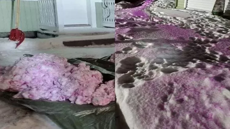 Finlandiyada çəhrayı qar aşkar edildi - FOTO