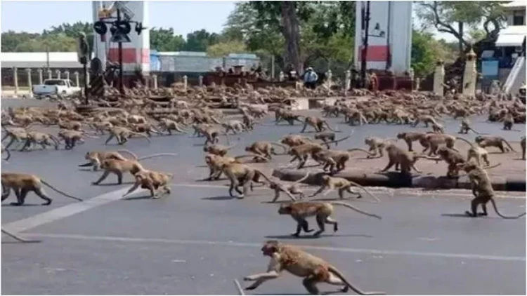 3500-lük meymun “ordu”su Tayland şəhərini ələ keçirdi