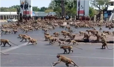 3500-lük meymun “ordu”su Tayland şəhərini ələ keçirdi