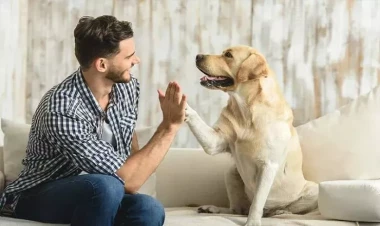 İtlər haqqında mif DAĞIDILDI: Onlar sadiq dost deyil